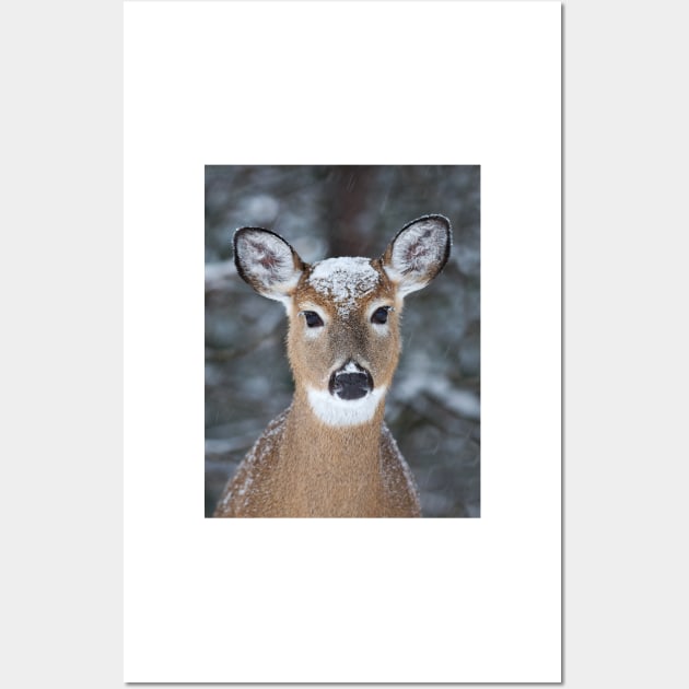 New Winter hat - White-tailed deer Wall Art by Jim Cumming